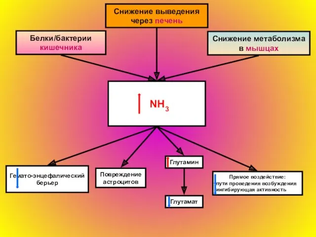 NH3 Снижение выведения через печень Белки/бактерии кишечника Снижение метаболизма в