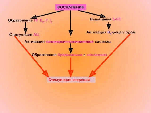 Активация калликреин-кинининовой системы Образование ПГ Е2, F, I2 Выделение 5-НТ