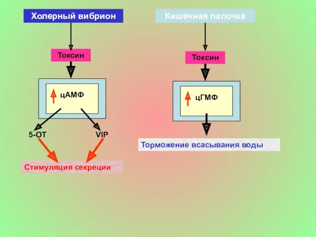 цАМФ VIP 5-ОТ Стимуляция секреции Токсин цГМФ Торможение всасывания воды Токсин Холерный вибрион Кишечная палочка