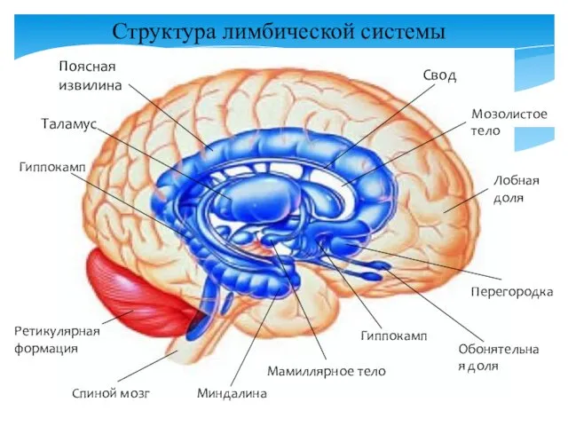 Структура лимбической системы