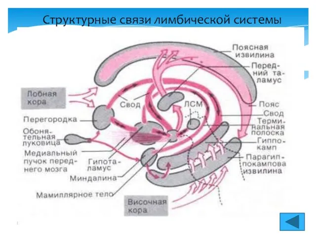 Структурные связи лимбической системы