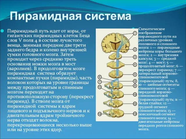 Пирамидная система Пирамидный путь идет от коры, от гигантских пирамидных