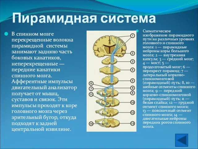 Пирамидная система В спинном мозге перекрещенные волокна пирамидной системы занимают