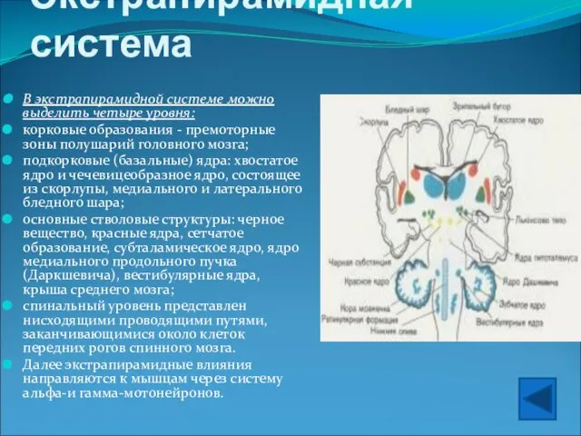 Экстрапирамидная система В экстрапирамидной системе можно выделить четыре уровня: корковые