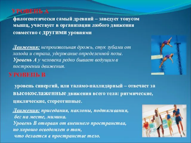 УРОВЕНЬ А уровень синергий, или таламо-паллидарный – отвечает за высокослаженные