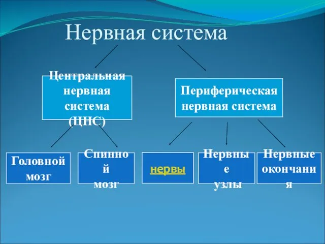 Нервная система Центральная нервная система (ЦНС) Периферическая нервная система Головной