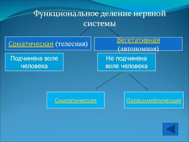 Функциональное деление нервной системы Симпатическая Парасимпатическая Не подчинена воле человека