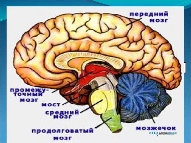 Центральная нервная система (ЦНС) человека состоит из нервных клеток их