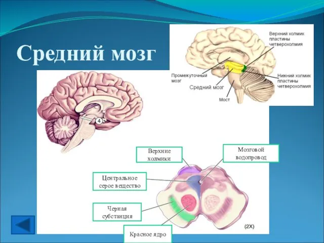 Средний мозг Мозговой водопровод Красное ядро Черная субстанция Центральное серое вещество Верхние холмики