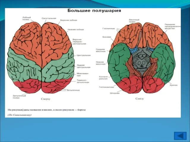 Передний мозг Левое полушарие Правое полушарие