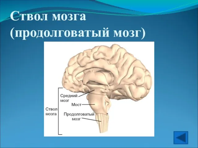 Ствол мозга (продолговатый мозг)