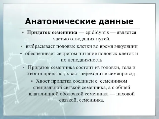 Анатомические данные Придаток семенника — epididymis — является частью отводящих