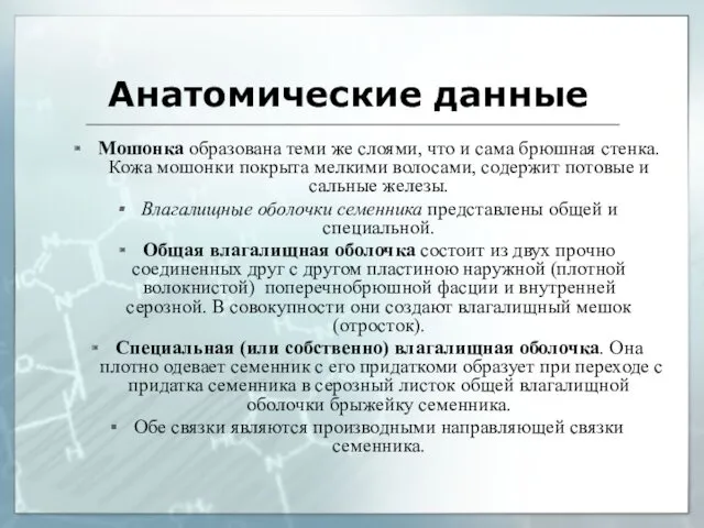 Анатомические данные Мошонка образована теми же слоями, что и сама