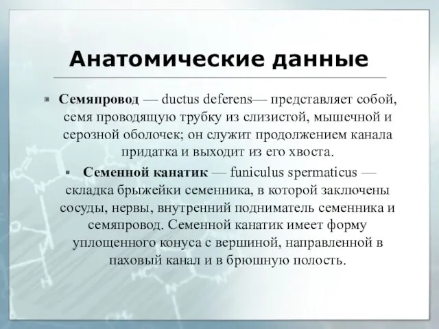 Анатомические данные Семяпровод — ductus deferens— представляет собой, семя проводящую