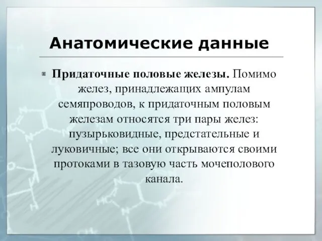 Анатомические данные Придаточные половые железы. Помимо желез, принадлежащих ампулам семяпроводов,