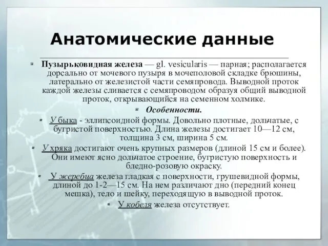 Анатомические данные Пузырьковидная железа — gl. vesicularis — парная; располагается