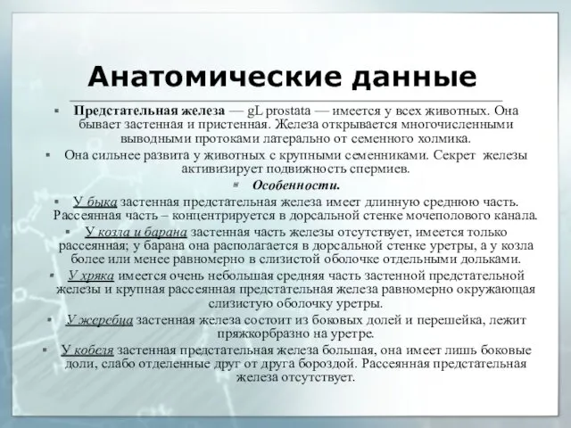 Анатомические данные Предстательная железа — gL prostata — имеется у