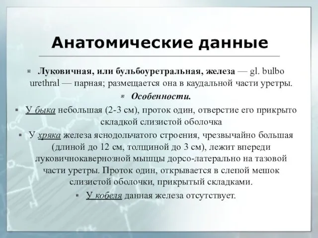 Анатомические данные Луковичная, или бульбоуретральная, железа — gl. bulbo­urethral —