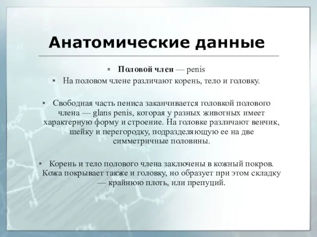 Анатомические данные Половой член — penis На половом члене различают