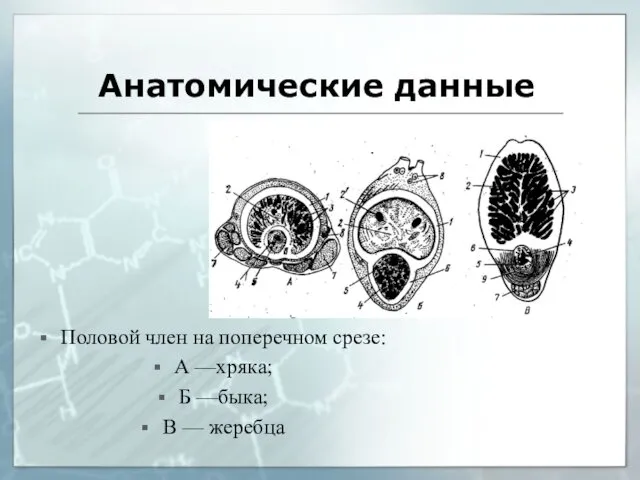 Анатомические данные Половой член на поперечном срезе: А —хряка; Б —быка; В — жеребца