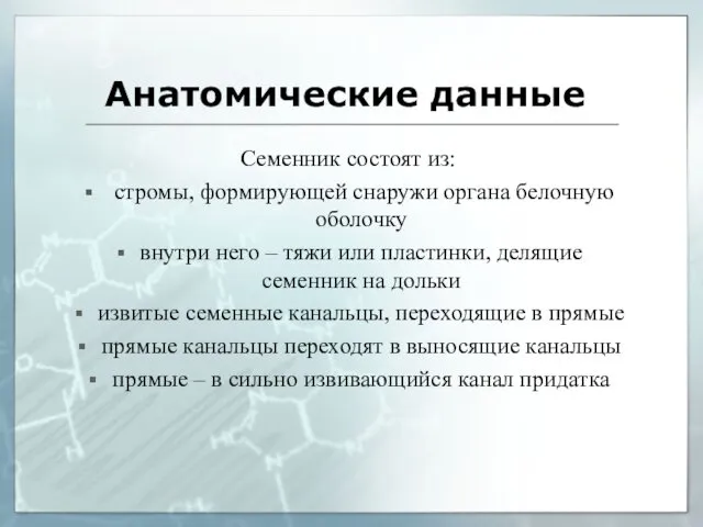 Анатомические данные Семенник состоят из: стромы, формирующей снаружи органа белочную