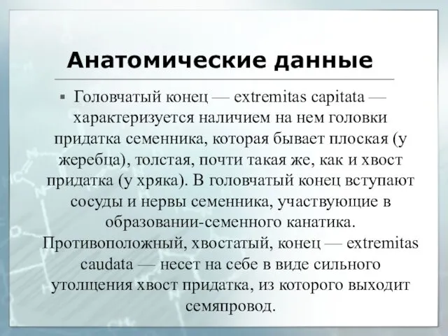 Анатомические данные Головчатый конец — extremitas capitata — характеризуется наличием