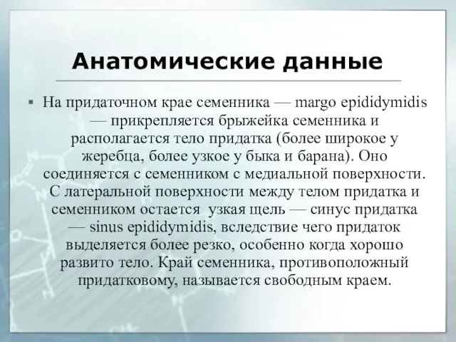 Анатомические данные На придаточном крае семенника — margo epididymidis —