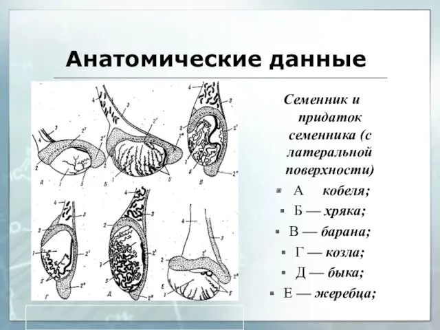 Анатомические данные Семенник и придаток семенника (с латеральной поверхности) А