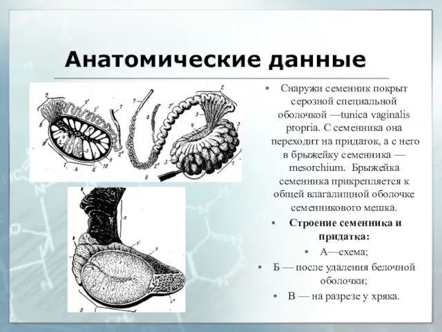 Анатомические данные Снаружи семенник покрыт серозной специальной оболочкой —tunica vaginalis