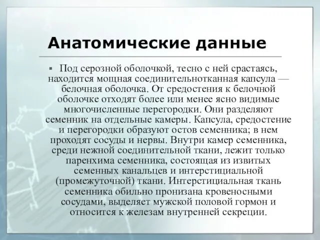 Анатомические данные Под серозной оболочкой, тесно с ней срастаясь, находится