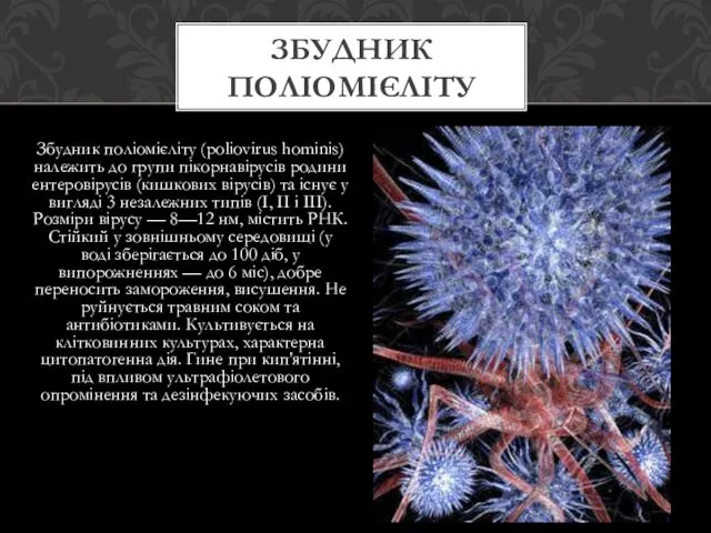 Збудник поліомієліту (poliovirus hominis) належить до групи пікорнавірусів родини ентеровірусів