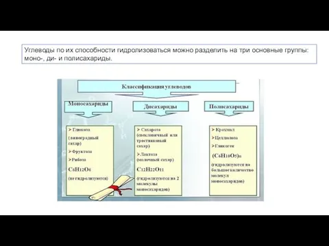 Углеводы по их способности гидролизоваться можно разделить на три основные группы: моно-, ди- и полисахариды.