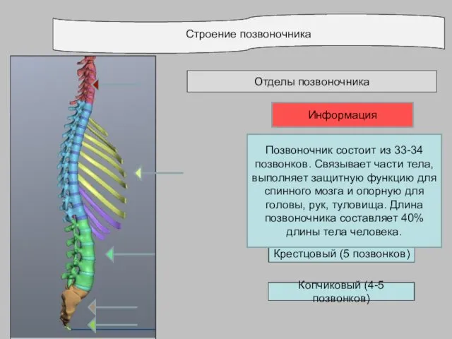 Строение позвоночника Отделы позвоночника Поясничный (5 позвонков) Крестцовый (5 позвонков)