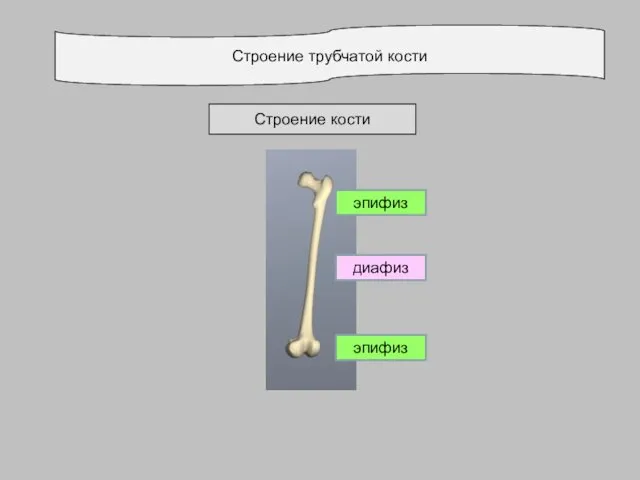 Строение трубчатой кости Строение кости эпифиз диафиз эпифиз