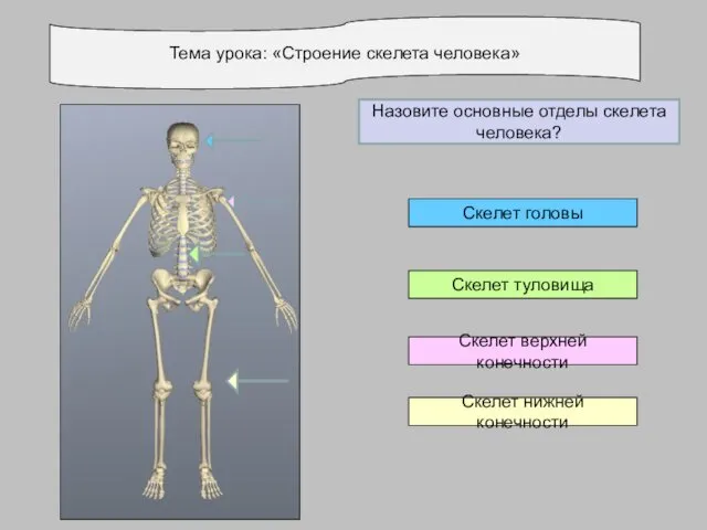 Тема урока: «Строение скелета человека» Скелет нижней конечности Скелет верхней