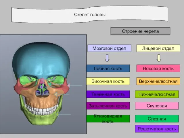 Скелет головы Строение черепа Лицевой отдел Затылочная кость Теменная кость