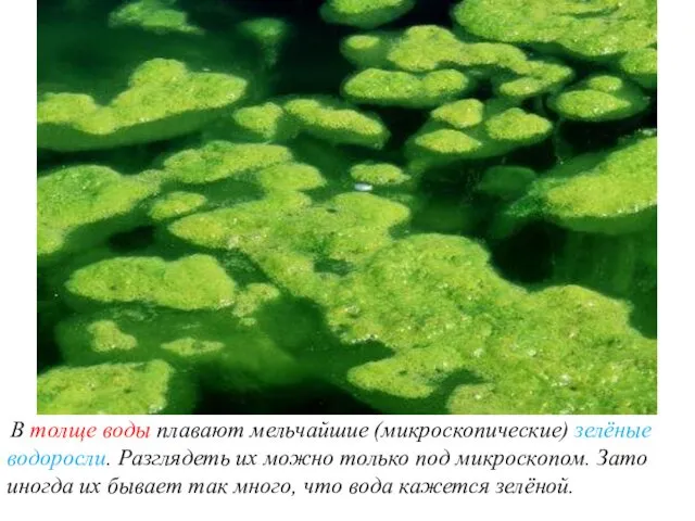 В толще воды плавают мельчайшие (микроскопические) зелёные водоросли. Разглядеть их можно только под