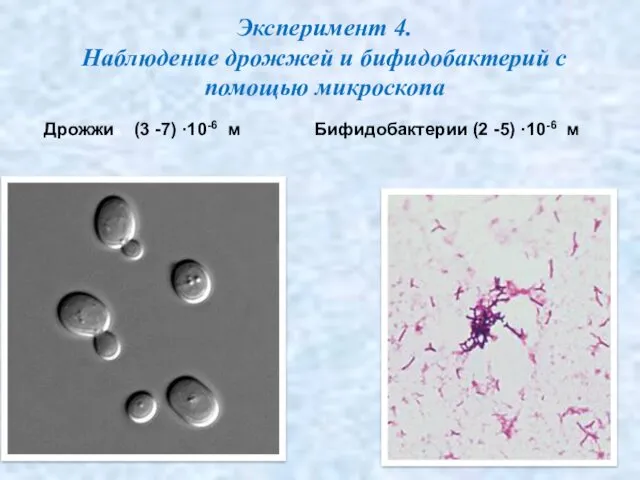 Эксперимент 4. Наблюдение дрожжей и бифидобактерий с помощью микроскопа Дрожжи