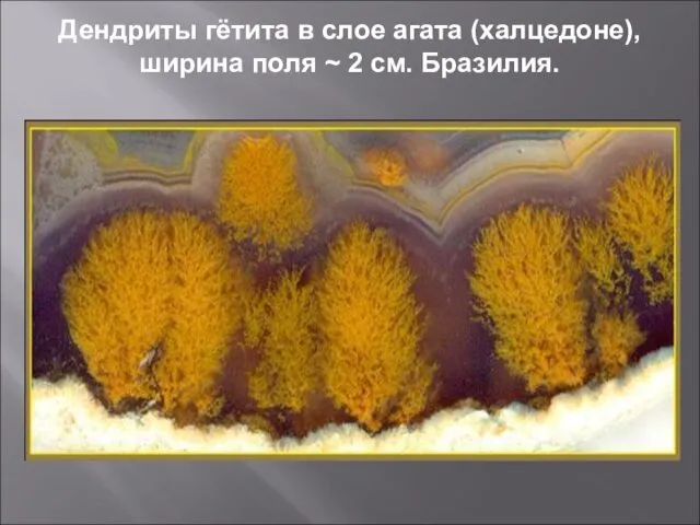 Дендриты гётита в слое агата (халцедоне), ширина поля ~ 2 см. Бразилия.