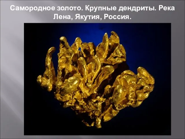 Самородное золото. Крупные дендриты. Река Лена, Якутия, Россия.