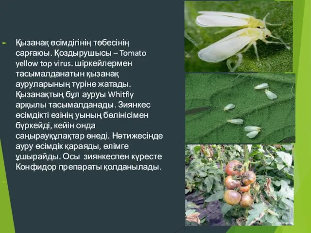 Қызанақ өсімдігінің төбесінің сарғаюы. Қоздырушысы – Tomato yellow top virus.