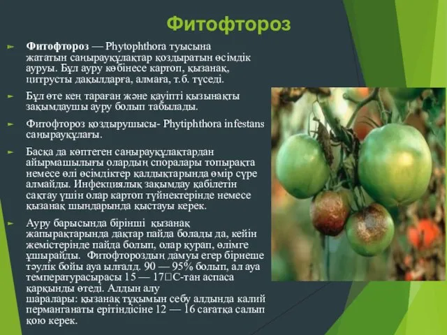 Фитофтороз Фитофтороз — Phytophthora туысына жататын саңырауқұлақтар қоздыратын өсімдік ауруы.