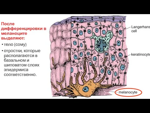 После дифференцировки в меланоците выделяют: тело (сому) отростки, которые располагаются в базальном и