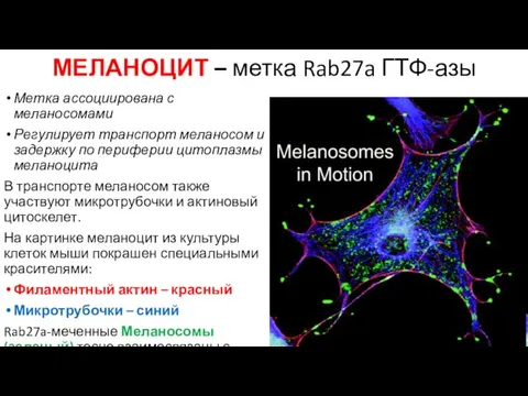 МЕЛАНОЦИТ – метка Rab27a ГТФ-азы Метка ассоциирована с меланосомами Регулирует транспорт меланосом и