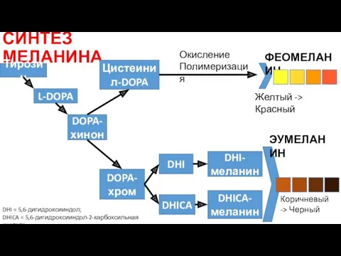 СИНТЕЗ МЕЛАНИНА Тирозин L-DOPA DOPA-хинон DOPA-хром Цистеинил-DOPA DHI DHICA DHI-меланин DHICA-меланин Окисление Полимеризация