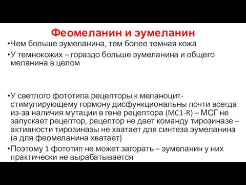 Феомеланин и эумеланин Чем больше эумеланина, тем более темная кожа У темнокожих –