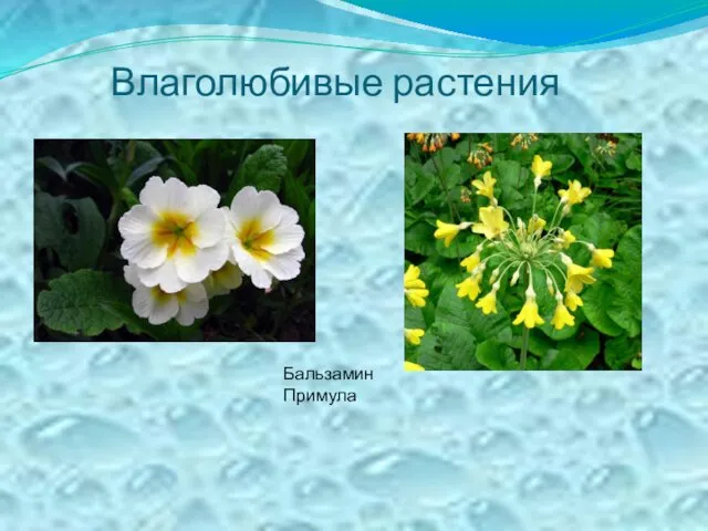 Влаголюбивые растения Бальзамин Примула