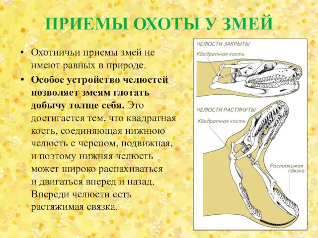 ПРИЕМЫ ОХОТЫ У ЗМЕЙ Охотничьи приемы змей не имеют равных