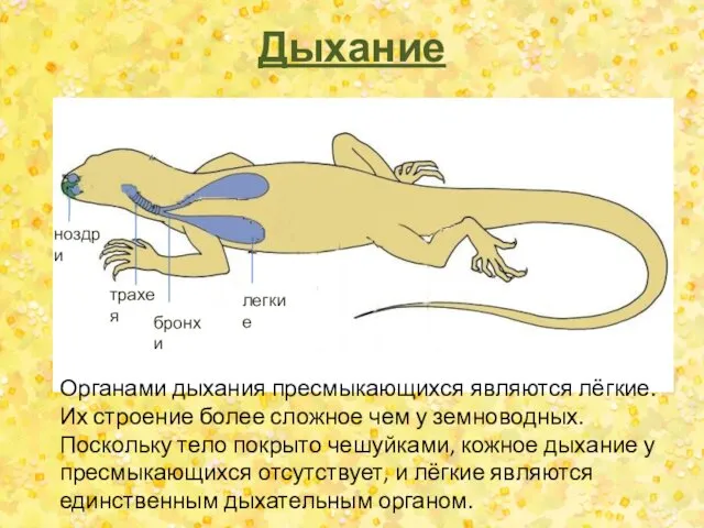 Дыхание трахея бронхи легкие ноздри Органами дыхания пресмыкающихся являются лёгкие.