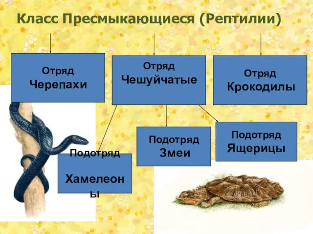 Отряд Чешуйчатые Отряд Крокодилы Отряд Черепахи Подотряд Ящерицы Подотряд Змеи Подотряд Хамелеоны Класс Пресмыкающиеся (Рептилии)